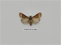 藏品(夜蛾878)的圖片